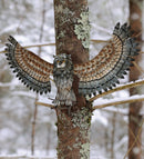 Owl Wall Decor Wings Up